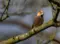 Vink - Dieren