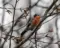 Goud Vink - Dieren