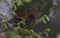 Otter - Dieren