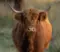 Schotse hooglander - Dieren