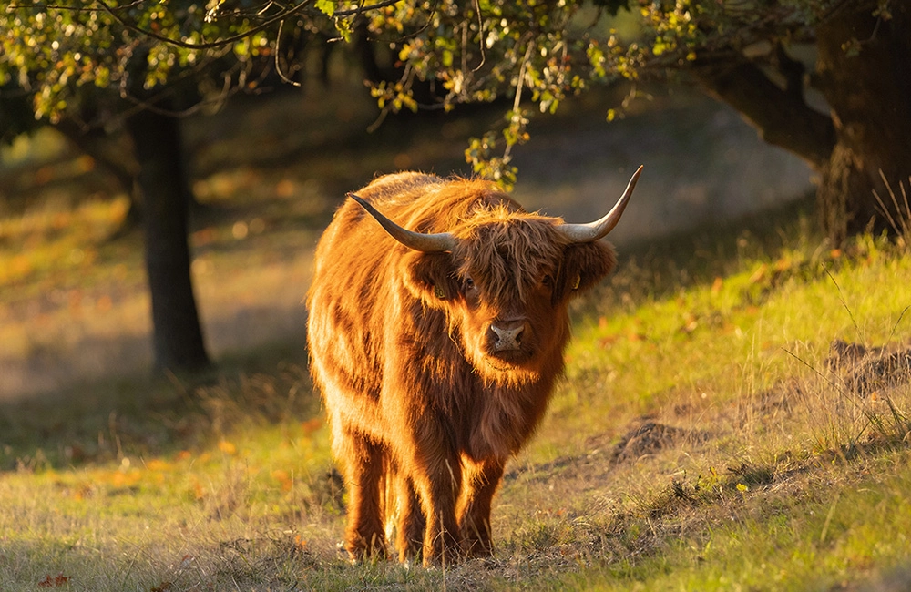Dieren
